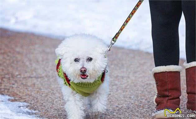 主人请听好：饲养比熊犬，要做好这5点