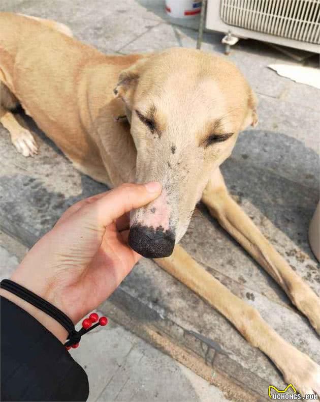 灵缇狗牙牙，你如有来生别再做一条狗，太苦了