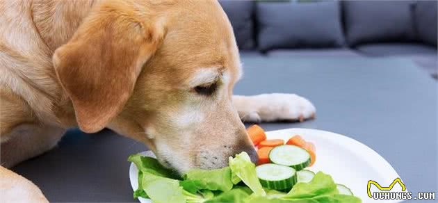 狗狗需要防止食物中毒，有哪些常见的食物，是人能吃狗狗不能吃的