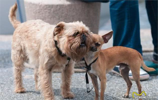 狗狗进行近亲繁殖真的安全吗？为什么纯种犬都是近亲繁殖的？