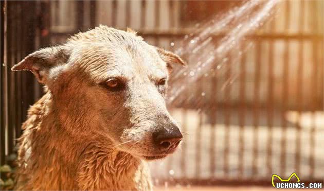 夏季来了，犬中暑怎么办？这些知识要知道