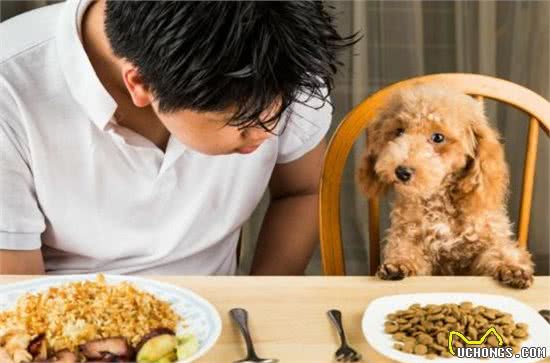 幼犬饲养注意事项多，这些问题不注意，最后受伤的还是狗狗