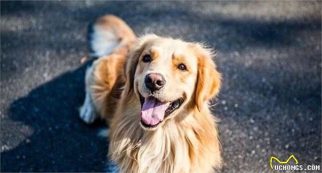 金毛犬虽然很优秀，但不能接受这6点的话，最好还是不要养