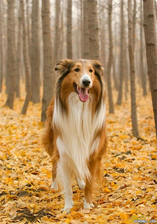 苏格兰牧羊犬的智商怎么样？颜色有几种呢？