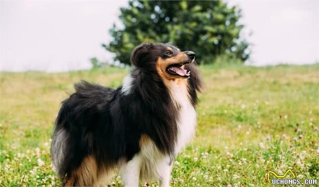 苏格兰牧羊犬的智商怎么样？颜色有几种呢？