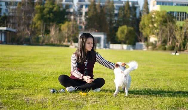 邻居家泰迪犬是红色的，而我家的是灰色的，它到底有几种颜色呢