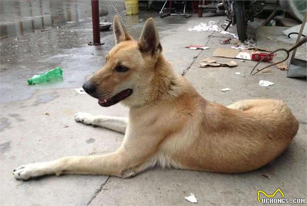 为“国犬”—中华田园犬正名！