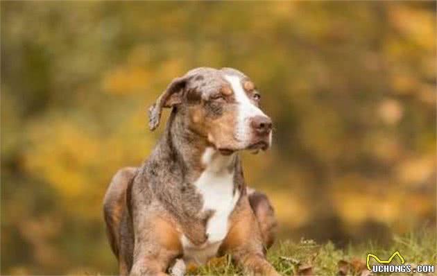 你从未见过的犬的品种！袖珍的能够很袖珍，凶狠的也能够很凶狠