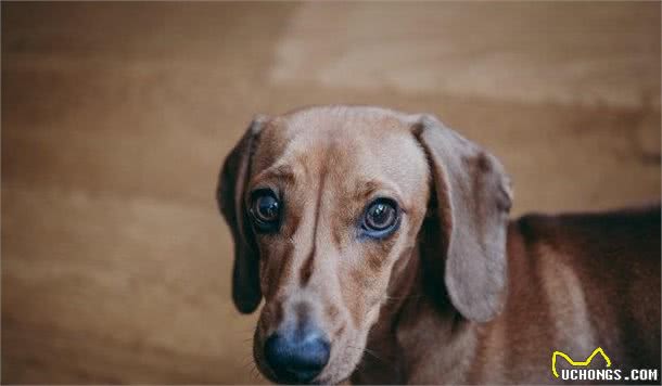 腊肠犬饲养要点，不知道的看过来