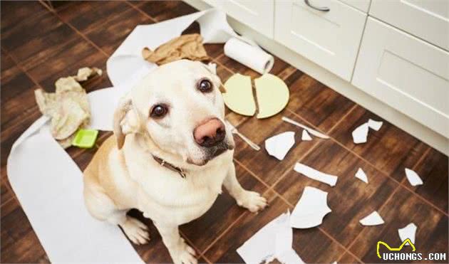 身为铲屎官的你，知道给犬喂食时，有哪几个注意事项吗？