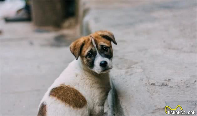 身为铲屎官的你，知道给犬喂食时，有哪几个注意事项吗？