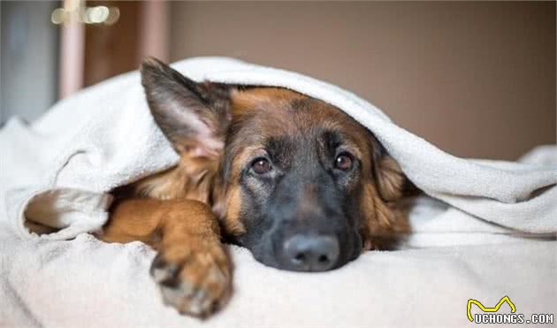 身为铲屎官的你，知道给犬喂食时，有哪几个注意事项吗？