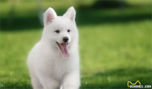 幼犬突发呕吐别以为是正常现象,小心幼犬急性胃炎