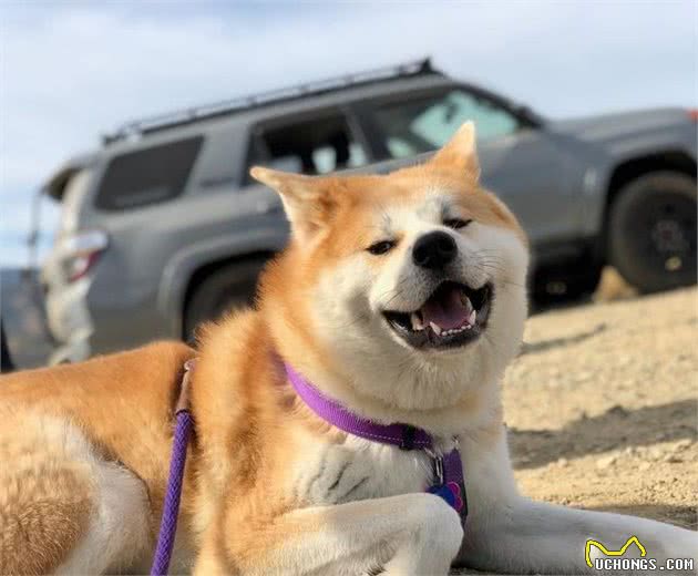 以忠犬八公而闻名于世的秋田犬，跟柴犬还有着最萌身高差呢