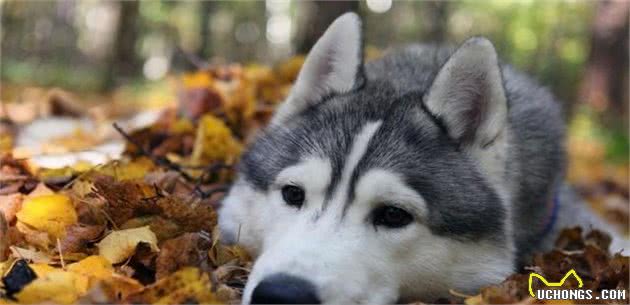 阿拉斯加雪橇犬品种标准阿拉斯加犬常识