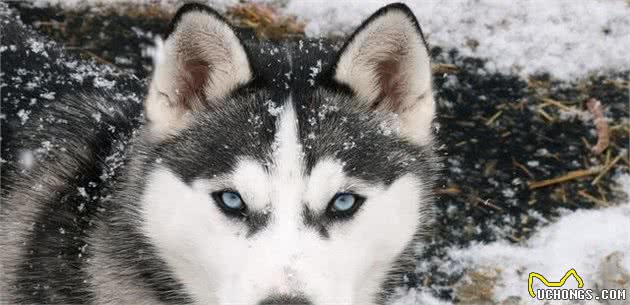 阿拉斯加雪橇犬品种标准阿拉斯加犬常识