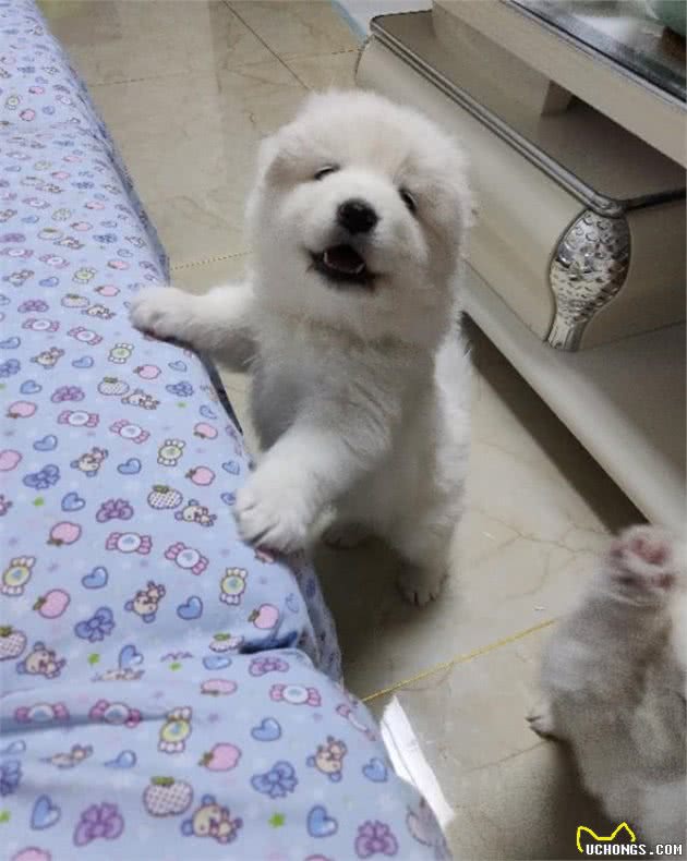 萨摩耶幼犬39天了，找新家(限沈阳或周边城市)