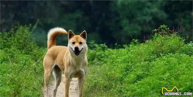 土狗为什么不受重视中华最古老的家犬—中华田园犬