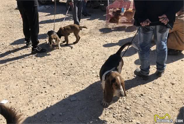 男子拉着一只比格猎犬在犬市游走，却因品相不好无人购买？