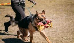 全方位解读，被称为全能战士的德国牧羊犬，2种派系各具特色