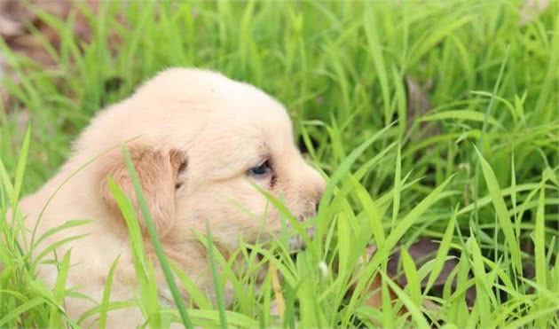 祛泪痕犬粮有哪些？