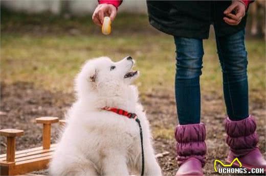 萨摩耶犬优点这么多，为什么很多人还是不敢养？