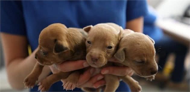 领养了两个月大的狗狗，新手主人该如何处置，幼犬饲养技巧