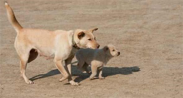 狗犬类型对比，涵盖所有犬种！看看哪一种适合您？