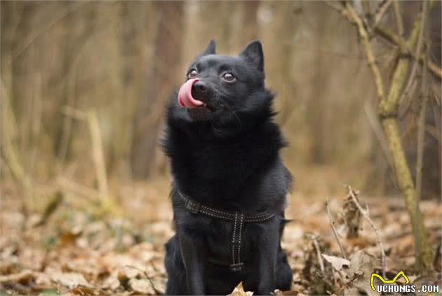 直到现在，你从未听说过的10个了不得的犬种