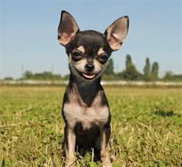 真正的茶杯犬—吉娃娃犬