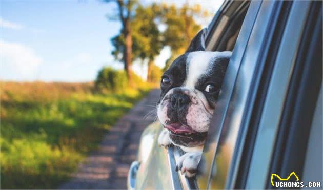 犬晕车怎么办？要让狗狗爱上坐车，千万别操之过急