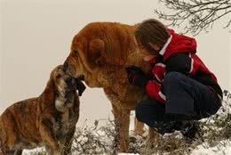 这几种世界大型猛犬，最后一种还是国宝，凶猛异常！