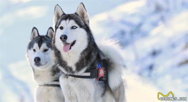 犬种百科之哈士奇