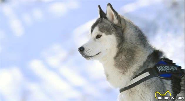 犬种百科之哈士奇