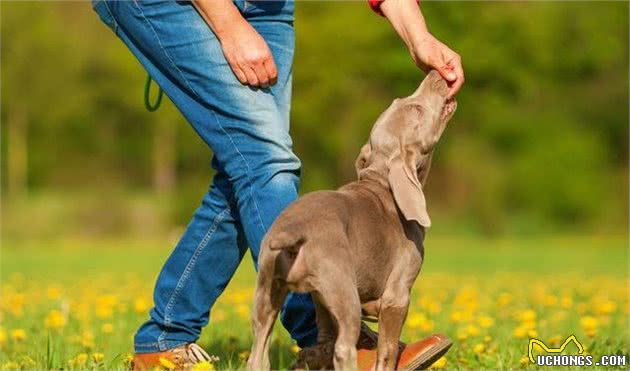 养犬技术篇经验荟萃（养好宠物犬的要点和建议）