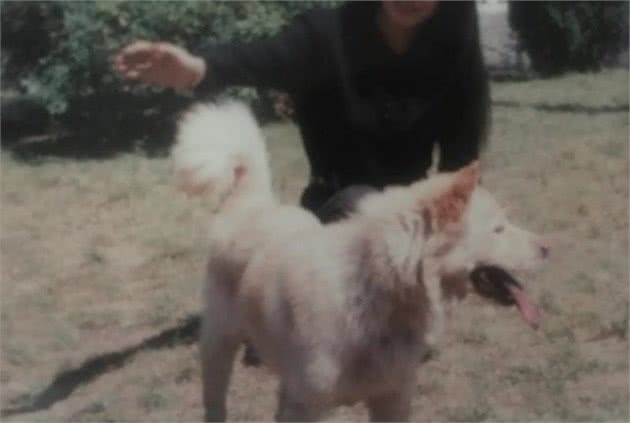 中华田园犬之松狮犬