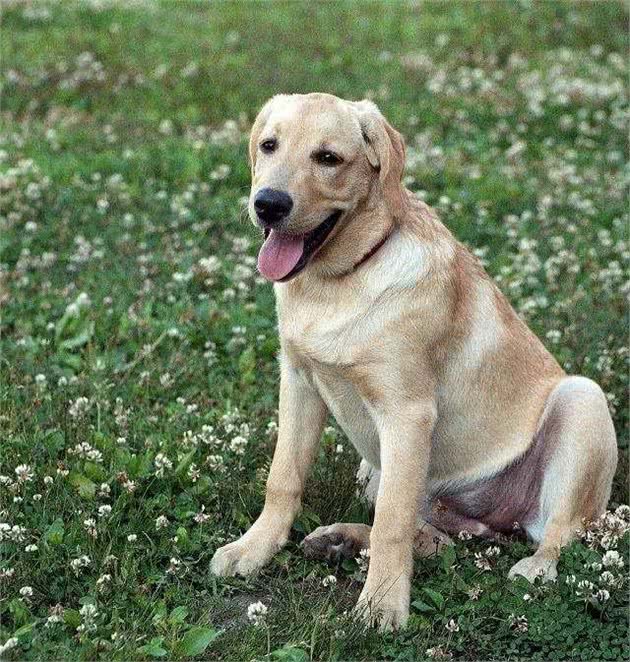 拉布拉多被评为最受欢迎的犬种，离不开这三个优点，超赞