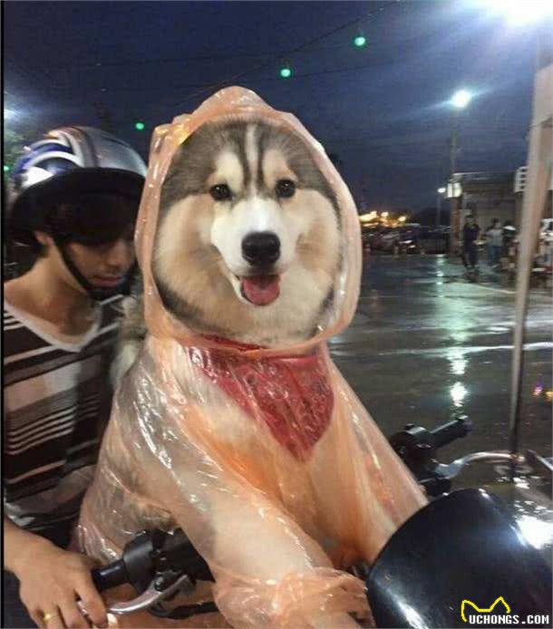 为了下雨天也能够遛狗，狗狗们不能不穿上主人做的粗糙雨衣