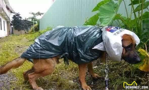 为了下雨天也能够遛狗，狗狗们不能不穿上主人做的粗糙雨衣