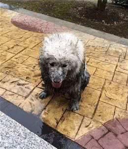 为了下雨天也能够遛狗，狗狗们不能不穿上主人做的粗糙雨衣