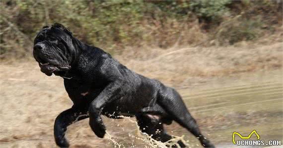 獒犬专题之“严肃铁面”—卡斯罗