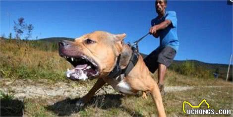 史上最凶猛的斗牛犬，一只能抵十个保安，在美国禁止饲养