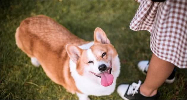 狗狗对人的感情，其实体现在生活中的一点一滴，它们也关心主人