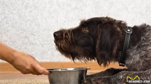 犬护食多半是主人有这些行为！想解决这问题，要耍点“小心机”