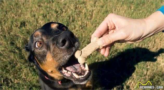 犬护食多半是主人有这些行为！想解决这问题，要耍点“小心机”