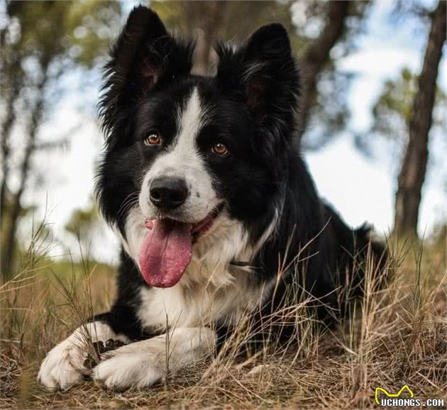 17种忠诚的犬种，永远不会离开你的身边，一生只为陪同你而出现