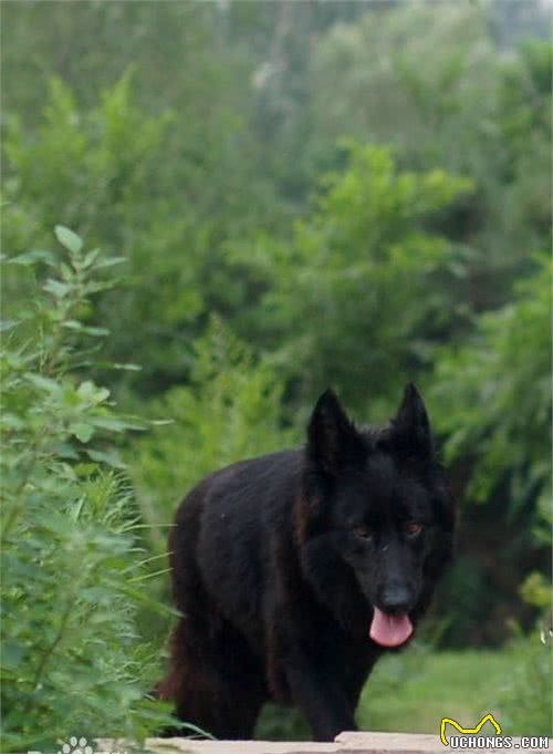 乾隆爷御用猎犬斑锦彪，藏獒见了都得跪了