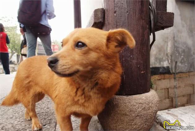 铲屎官需训练爱犬拒食，主因实为防止爱犬出行时误食异物受伤