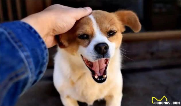 铲屎官需训练爱犬拒食，主因实为防止爱犬出行时误食异物受伤