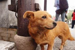 铲屎官需训练爱犬拒食，主因实为防止爱犬出行时误食异物受伤